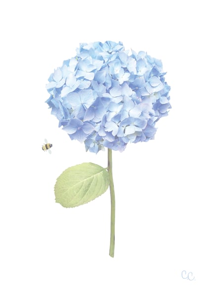 Image of Long Stem Blue Hydrangea Print