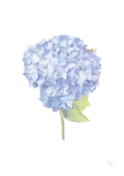 Image of Short Stem Blue Hydrangea Print