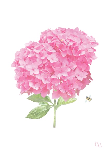 Image of Raspberry Pink Hydrangea Print