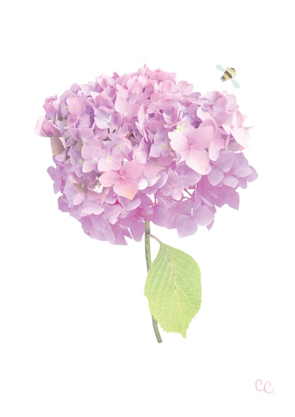 Image of Lilac Hydrangea Print