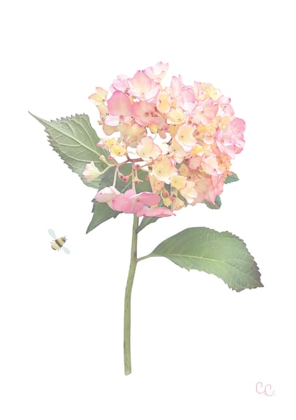 Image of Pink Hydrangea Print