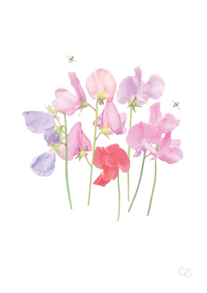 Image of Sweetpeas Print