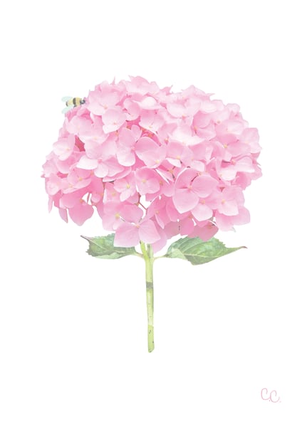 Image of Candyfloss Pink Hydrangea Print