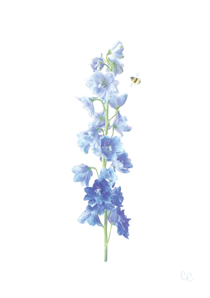 Image of Delphinium Print