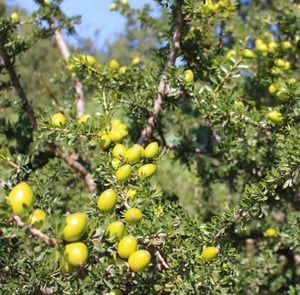 Óleo facial ~ argão + rosa / Facial oil ~ rosehip + argan