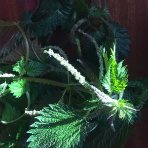 Tintura de urtiga / Nettle tincture