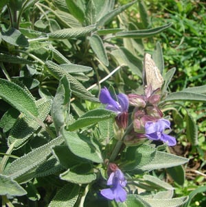 Desodorizante ~ melaleuca + sálvia / Deodorant ~ tea tree + sage