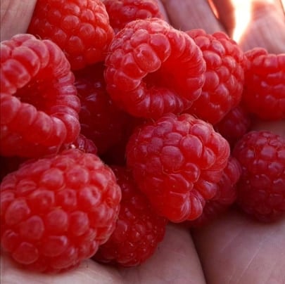 Fresh Raspberries  6 punnet deal
