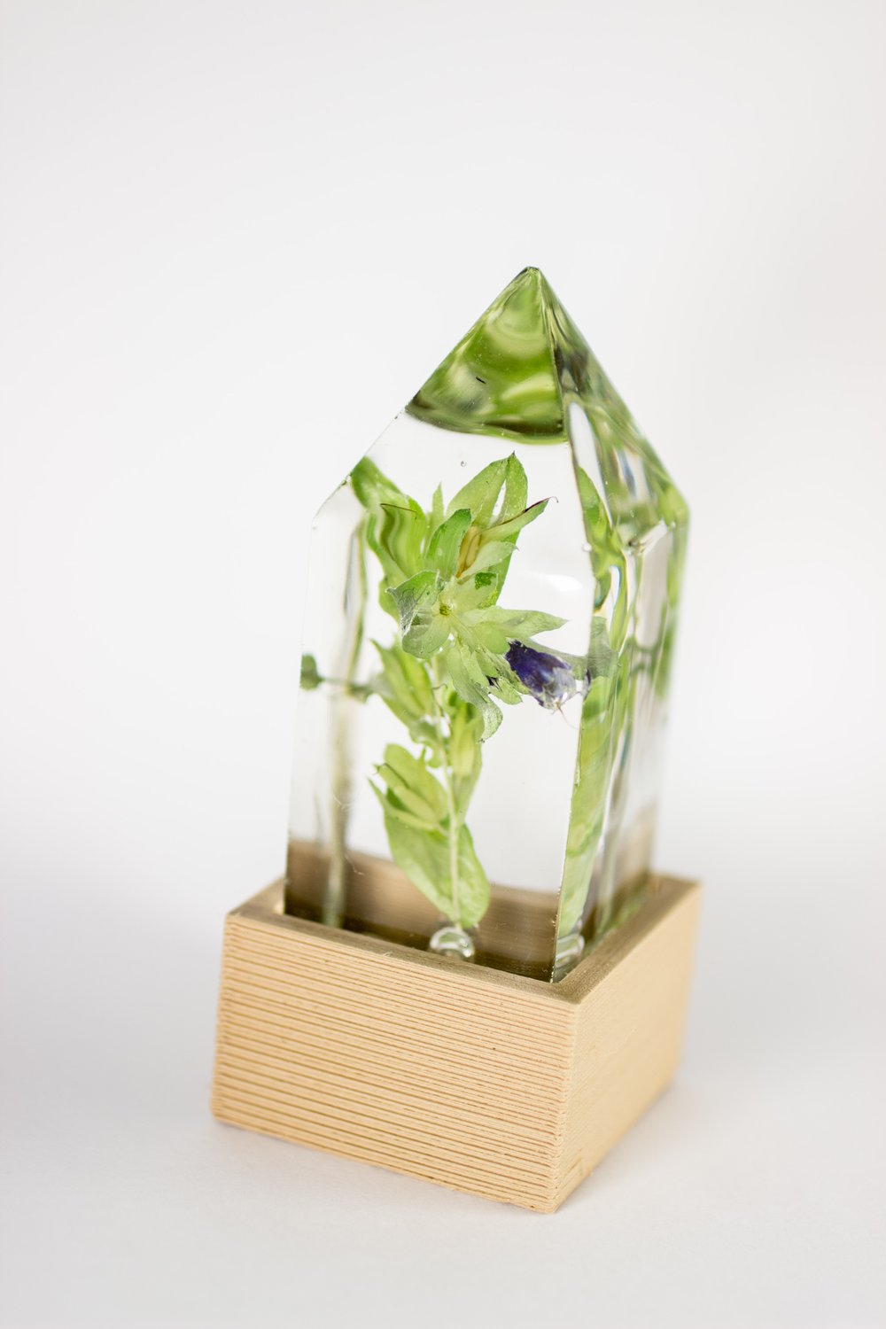 Image of Honeywort (Cerinthe major) - Floral Light #1