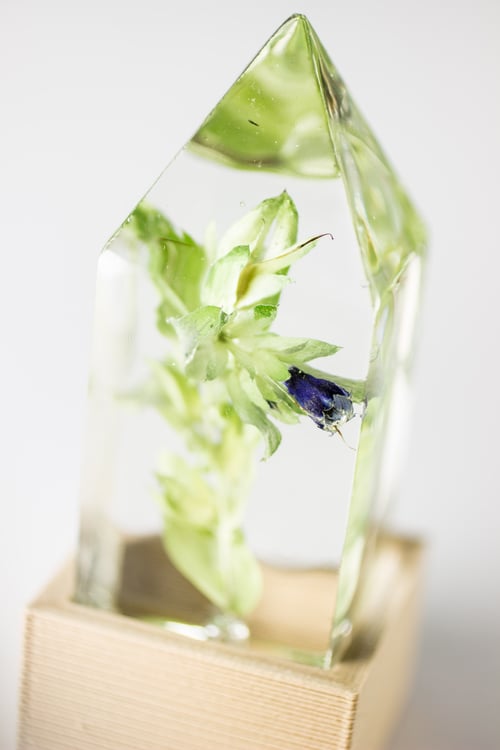 Image of Honeywort (Cerinthe major) - Floral Light #1