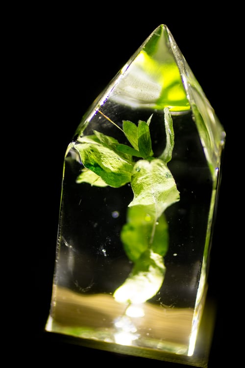Image of Honeywort (Cerinthe major) - Floral Light #2