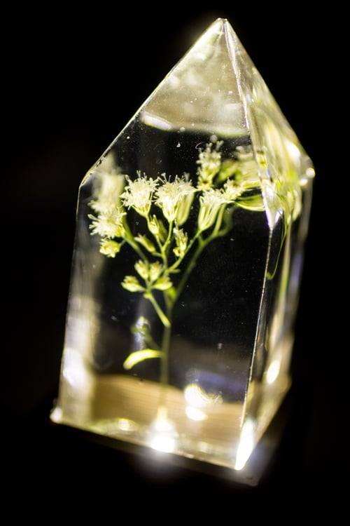 Image of Snakeroot (Ageratina altissima) - Floral Light #1