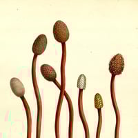 Image 1 of Deep in the Woods