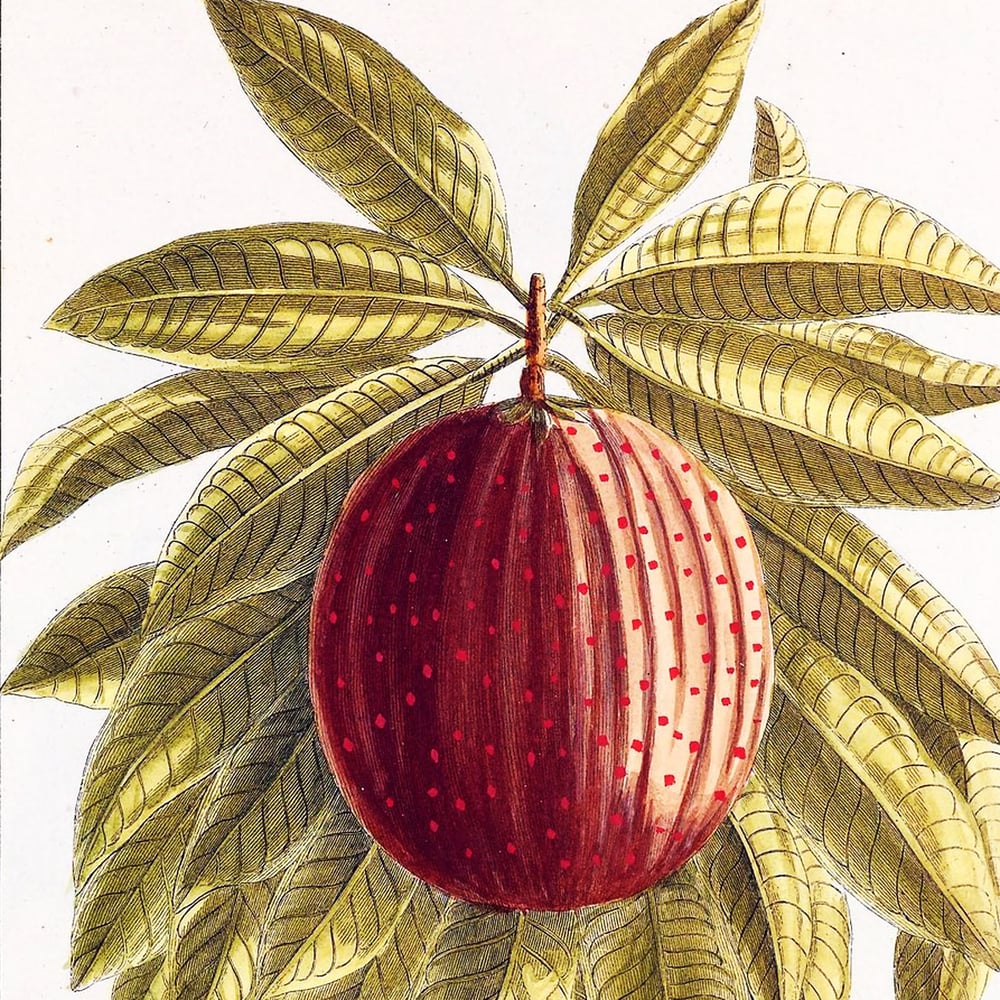 Image of Pink Peppercorn & Cinnamon Leaf