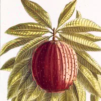 Image 1 of Pink Peppercorn & Cinnamon Leaf
