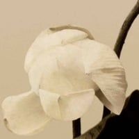 Image 1 of Rose Petals on Suede