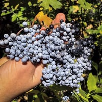 Image 4 of Elder ↠ berries and flowers 