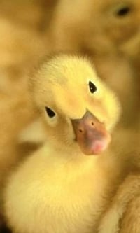 Image 3 of 2025 August - outdoor Baby duck and puddle minis