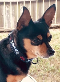 Image 1 of Thrasher Dog Collar