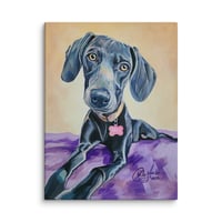 Image 1 of Feminine Weimaraner