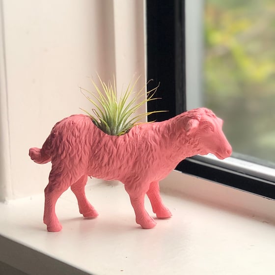 Image of Sheep planter