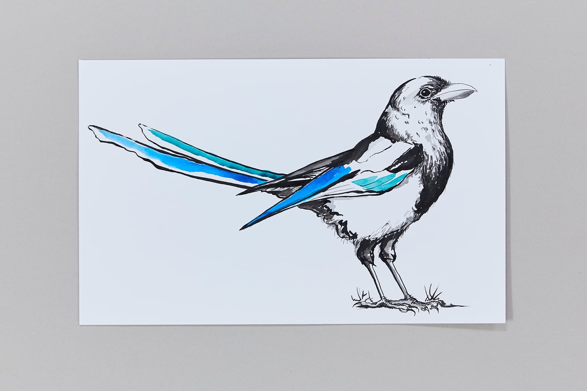 British Birds – Magpie