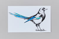 Image 1 of British Birds – Magpie