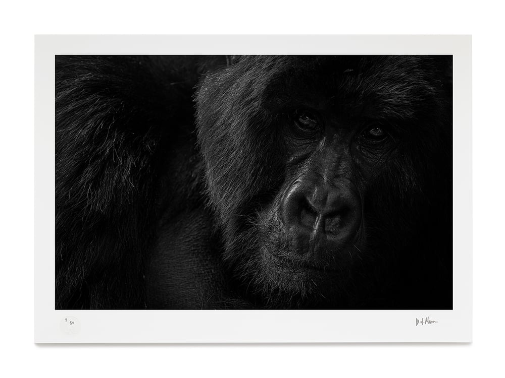 Image of Mountain Gorilla