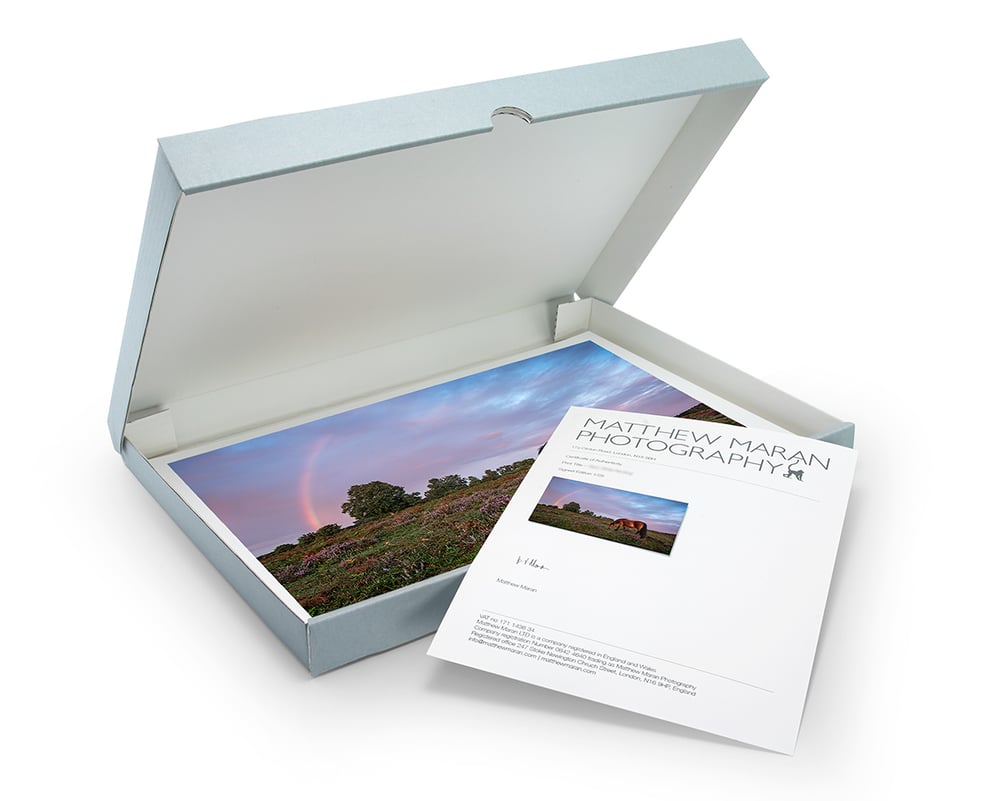 Image of New Forest Pony