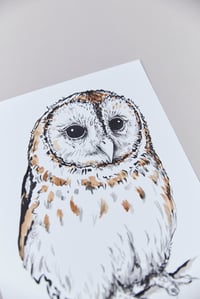 Image 2 of British Birds – Tawny Owl