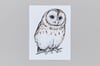 British Birds – Tawny Owl