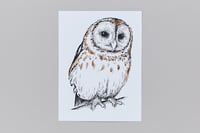 Image 1 of British Birds – Tawny Owl