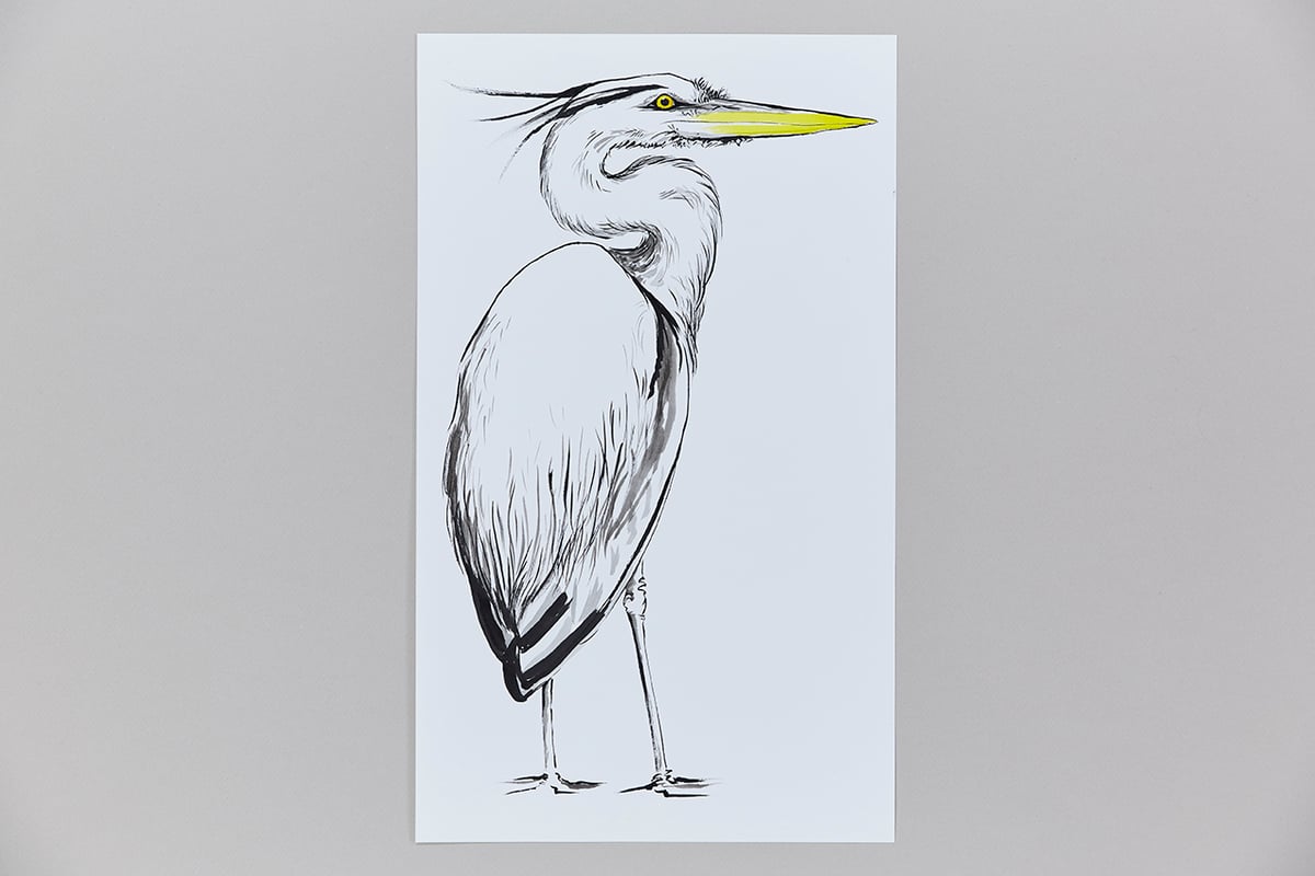 British Birds – Heron
