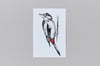 British Birds – Woodpecker