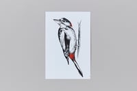 Image 1 of British Birds – Woodpecker