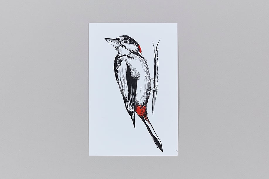 British Birds – Woodpecker