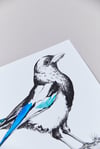 British Birds – Magpie
