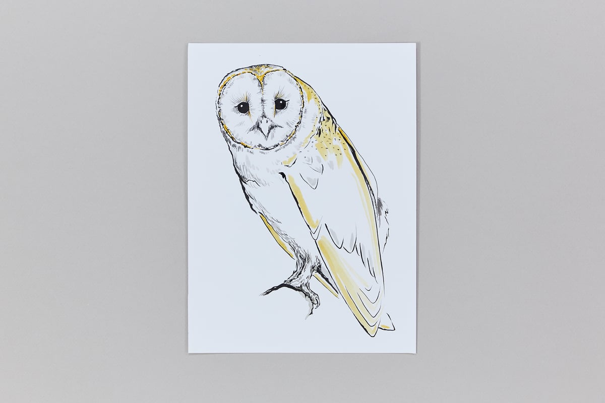 British Birds – Barn Owl