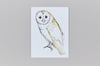 British Birds – Barn Owl