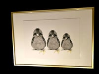 Image 3 of Kookaburra Family