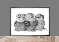 Image 2 of Tawny Frogmouth family