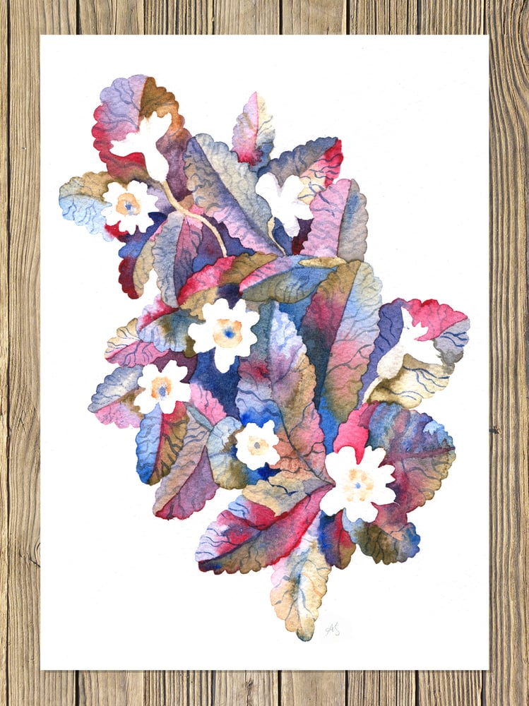 Image of 'The Sweet Primroses'