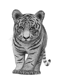 Image 1 of Tiger