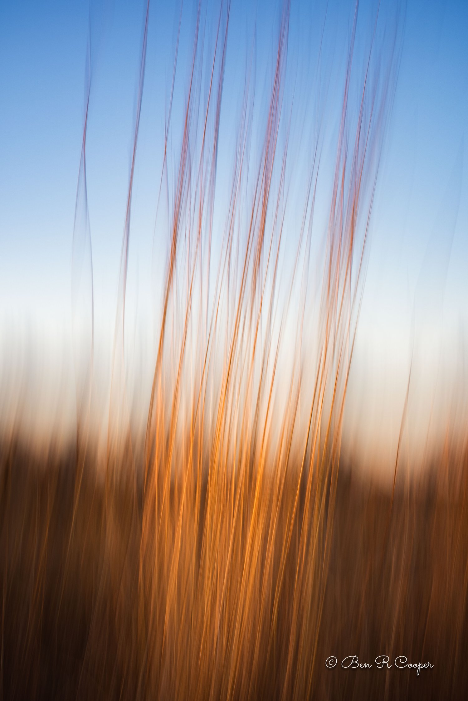 Abstract Native Grasses in Rice Creek