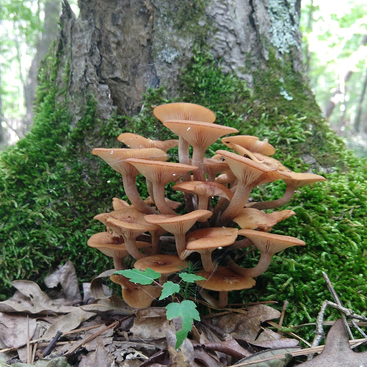 Wild Mushroom Certification