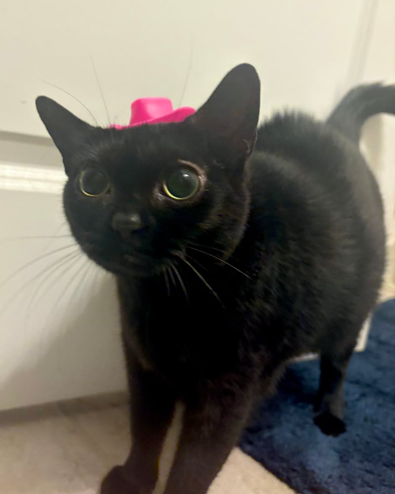 Image of tip the artist 