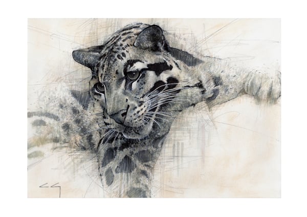 Image of Clouded Leopard Study *Limited Edition Print*