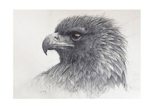 Image of Golden Eagle Portrait *Limited Edition Print*