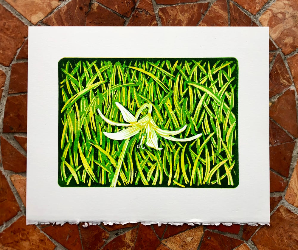 Image of Trout Lily print