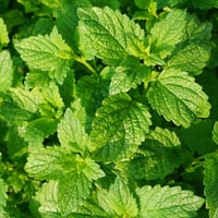 Image 2 of Peppermint Essential Oil 